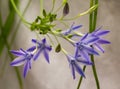 Blooming Triteleia