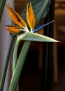 Blooming tropical flower of orange color, similar to a bird, royal strelitzia.