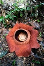 Blooming tropical giant flower Rafflesia keithii also know as corpse flower