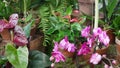 Blooming tropical orchids