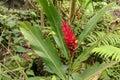 Blooming tropical plant called Red ginger with beautiful red-saturated flower and long green leaves in rainforest. Royalty Free Stock Photo