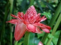 Blooming Tropical Red Torch Ginger Flower