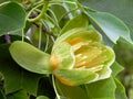 Blooming tropical tree