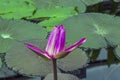 Blooming tropical waterlily `Black Princess` Royalty Free Stock Photo