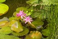 Blooming tropical waterlily Royalty Free Stock Photo