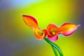 Exotic entwined mini pink calla lilies on gradient background Royalty Free Stock Photo