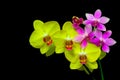 Blooming tropical yellow and pink phalaenopsis orchids Royalty Free Stock Photo