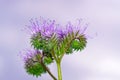 Blooming tufted flower close-up. Bee friendly plant.