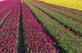 Blooming tulip field