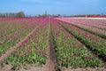 Blooming Tulip field