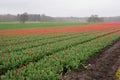 Blooming Tulip field with red flowers Royalty Free Stock Photo