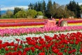 Blooming Tulip Field