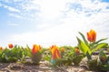 Blooming tulip fields