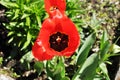 Blooming tulip flower. Royalty Free Stock Photo