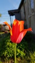 Delicate curved petals of vibrant orange red tulip closeup on dark blurred background. Beautiful spring flower of elegant shape. Royalty Free Stock Photo