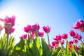 Blooming tulip flowers fields