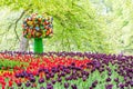 Blooming tulip flowers in garden Keukenhof, Lisse, Netherlands Royalty Free Stock Photo