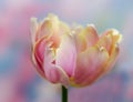 Blooming Tulip