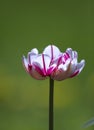 Blooming tulip with white petals with purple streaks