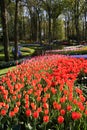 Blooming tulips