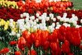 Blooming tulips in a botanical garden. Spring flowers. Multicolored and bright tulips Royalty Free Stock Photo