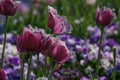 Blooming tulips in dark pink and velvet Royalty Free Stock Photo