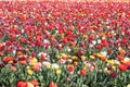 Blooming tulips field in Holland, springtime - beautiful floral green background