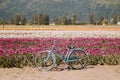 Blooming tulips in the flower field of Chilliwack, British Columbia with tourists