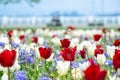 Tulips flower like background on urban park with couple sitting on bench, concept love in springtime, Japan, Yokohama