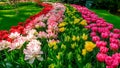 Blooming tulips flowerbed in flower garden Keukenhof, colourful background, Holland Royalty Free Stock Photo