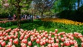 Blooming tulips flowerbed in flower garden Keukenhof, colourful background, Holland