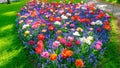 Blooming tulips flowerbed in flower garden Keukenhof, colourful background, Holland Royalty Free Stock Photo