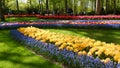 Blooming tulips flowerbed in flower garden Keukenhof, colourful background, Holland Royalty Free Stock Photo