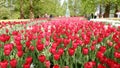 Blooming tulips flowerbed in flower garden Keukenhof, colourful background, Holland Royalty Free Stock Photo