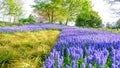 Blooming tulips flowerbed in flower garden Keukenhof, colourful background, Holland Royalty Free Stock Photo