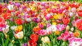 Blooming tulips flowerbed in flower garden Keukenhof, colourful background, Holland Royalty Free Stock Photo