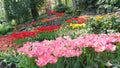 Blooming tulips flowerbed in flower garden Keukenhof, colourful background, Holland Royalty Free Stock Photo