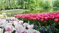 Blooming tulips flowerbed in flower garden Keukenhof, colourful background, Holland