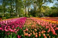 Blooming tulips flowerbed in Keukenhof flower garden, Netherland Royalty Free Stock Photo
