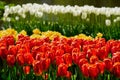 Blooming tulips flowerbed in Keukenhof flower garden, Netherland Royalty Free Stock Photo