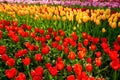 Blooming tulips flowerbed in Keukenhof flower garden, Netherland