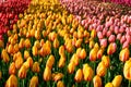 Blooming tulips flowerbed in Keukenhof flower garden, Netherland Royalty Free Stock Photo