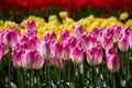 Blooming tulips flowerbed in Keukenhof flower garden, Netherland