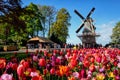 Blooming tulips flowerbed and windmill in Keukenhof flower garde