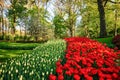 Blooming tulips flowerbeds in Keukenhof flower garden, Netherlan Royalty Free Stock Photo