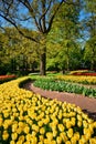 Blooming tulips flowerbeds in Keukenhof flower garden, Netherlan