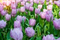 Blooming tulips flowerbeds in Keukenhof flower garden, Netherlands Royalty Free Stock Photo