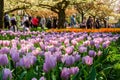 Blooming tulips flowerbeds in Keukenhof flower garden, Netherlands Royalty Free Stock Photo