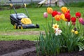 Blooming tulips in front of backyard, blurred green lawn and electric grass mower