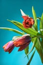 Blooming tulips. green background